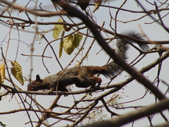 Sciurus stramineus