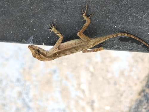 Tropical Anole, Anolis tropidogaster