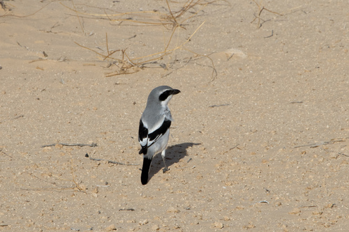 Great Gray Shrike