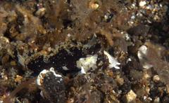 Acanthosphex leurynnis