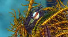 Synalpheus stimpsonii