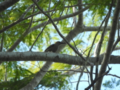 Melanerpes aurifrons
