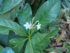 (c) SreyaP, some rights reserved (CC BY-SA) Rauvolfia serpentina, photograph (c) SreyaP, some rights reserved (CC BY-SA)
