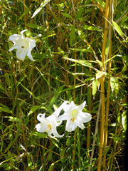 Lilium formosanum