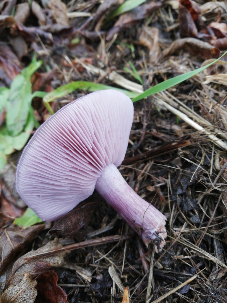 Collybia sordida · November 2025 · photo: © jfgodeau (iNaturalist, cc-by)