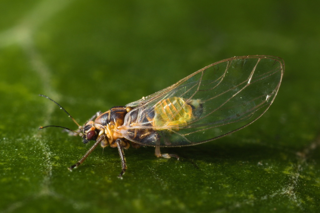 Bactericera maura