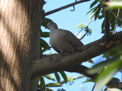 Streptopelia decaocto