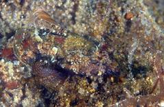 Synchiropus ocellatus