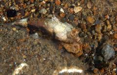 Synchiropus ocellatus