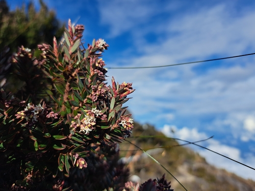 Acrothamnus suaveolens (Acrothamnus suaveolens)