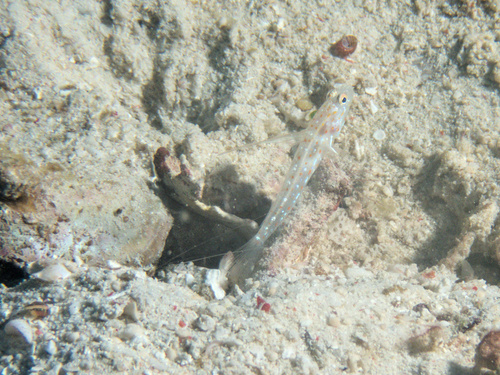 Ctenogobiops tangaroai observed 2025-10-14