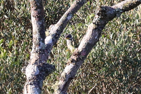 Swallow-tailed Cotinga (Phibalura flavirostris), photo 2
