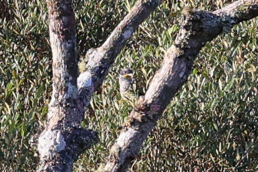 Swallow-tailed Cotinga (Phibalura flavirostris), photo 1