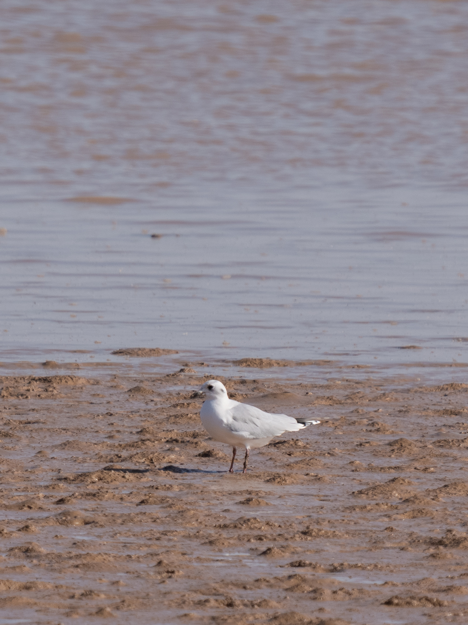 Saunders's Gull