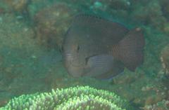 Pomacentrus brachialis