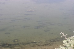 Mustelus henlei