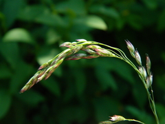 Vahlodea atropurpurea