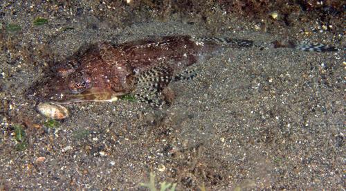 Rogadius pristiger observed 2019-05-30