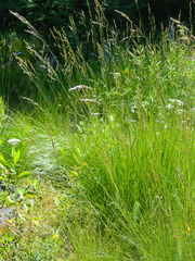 Festuca viridula