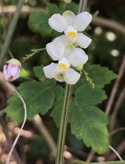 Cardiospermum corindum