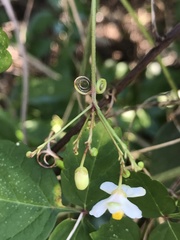 Cardiospermum corindum