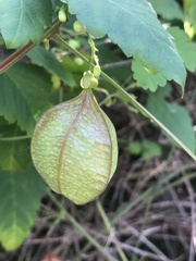 Cardiospermum corindum