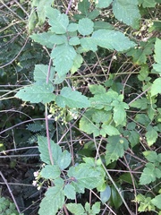 Cardiospermum corindum