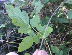 Cardiospermum corindum