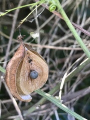 Cardiospermum corindum