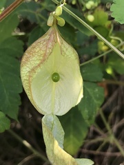 Cardiospermum corindum