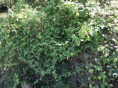 Cardiospermum corindum