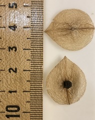 Cardiospermum corindum