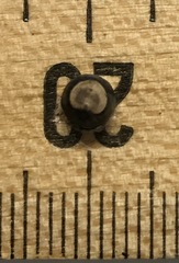 Cardiospermum corindum