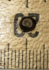 Cardiospermum corindum