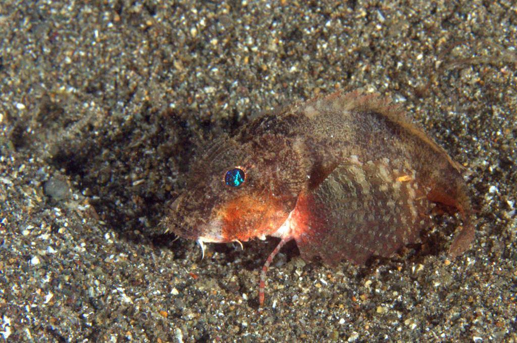 Striped stingfish