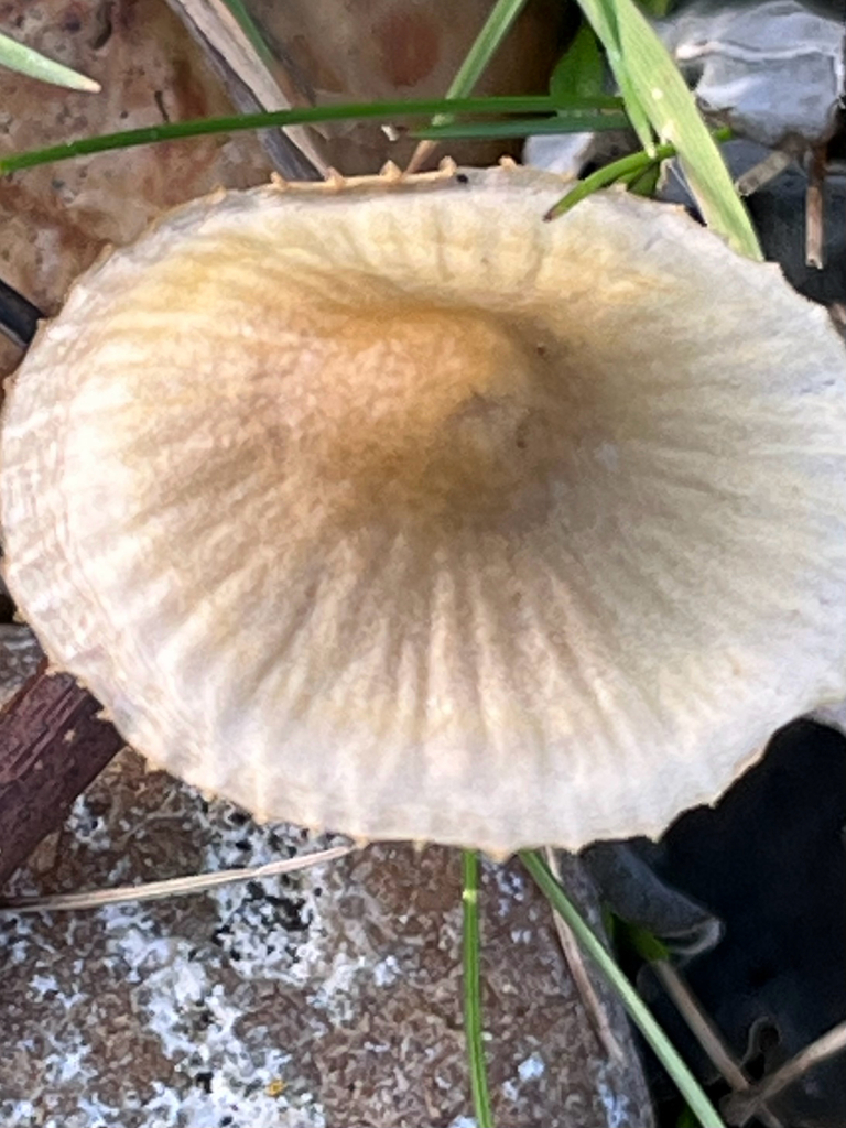 Mycena olivaceomarginata