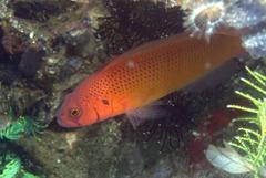 Pseudochromis moorei