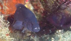 Pseudochromis moorei