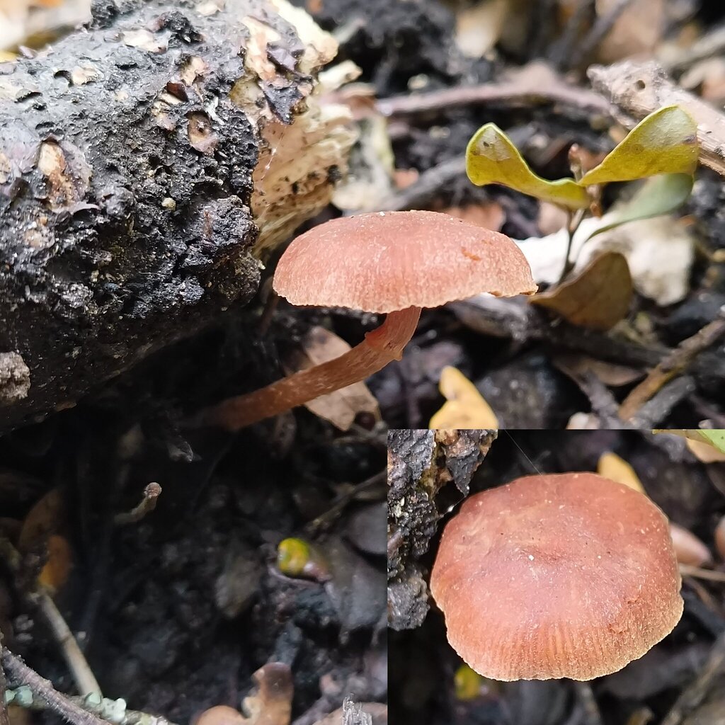 Tubaria · November 2025 · photo: © zedt (iNaturalist, cc-by)