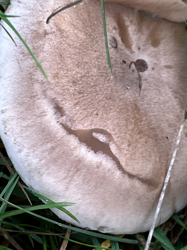 Lepista luscina · November 2025 · photo: © uxbridgebirder (iNaturalist, cc-by)