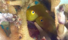 Paragobiodon xanthosoma