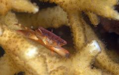 Tetraliidae