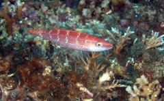 Oxycheilinus orientalis