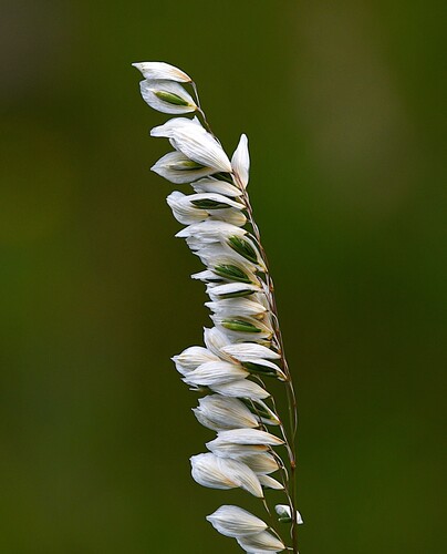 Melica brasiliana observed 2025-11-09