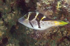 Paraluteres prionurus