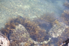 Carpophyllum plumosum