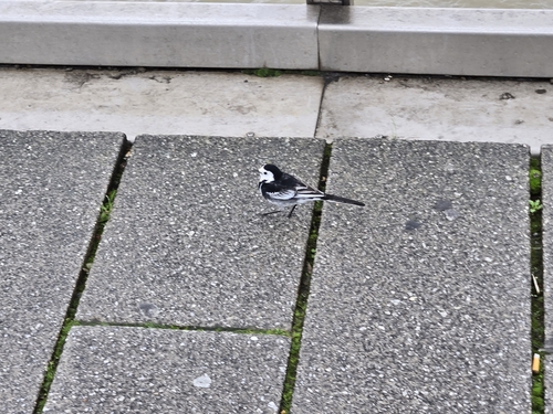 Lavandera blanca (Motacilla alba)