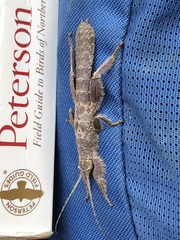 Prisopus berosus
