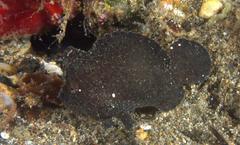 Antennarius randalli