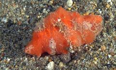 Sclerodoris tuberculata